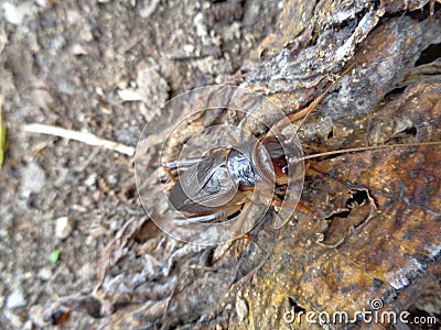 Tarbinskiellus portentosus or Brachytrupes portentosus big head cricket, large brown cricket, short-tail cricket, gangsir, gasir Stock Photo