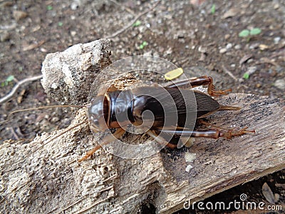 Tarbinskiellus portentosus or Brachytrupes portentosus big head cricket, large brown cricket, short-tail cricket, gangsir, gasir Stock Photo