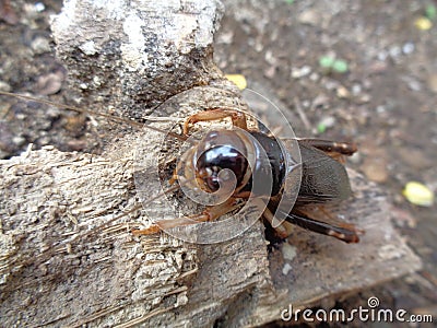 Tarbinskiellus portentosus or Brachytrupes portentosus big head cricket, large brown cricket, short-tail cricket, gangsir, gasir Stock Photo