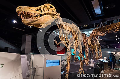 Tarbosaurus skeleton inside Melbourne Museum Editorial Stock Photo