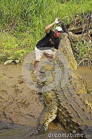 TARCOLES, COSTA RICA - JUNE 6TH, 2020: Man feeding a large crocodile on a crocodile tour Editorial Stock Photo