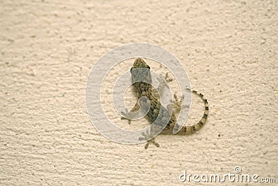 Tarentola mauritanica gecko Stock Photo