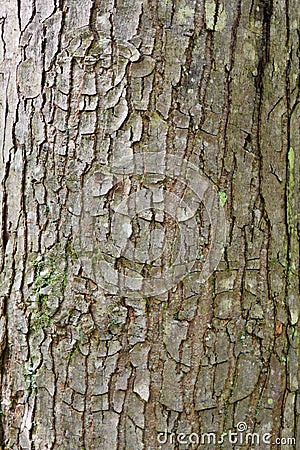 Target canker on red maple tree bark. Stock Photo