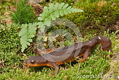 Taricha granulosa - Roughskinned newt Stock Photo