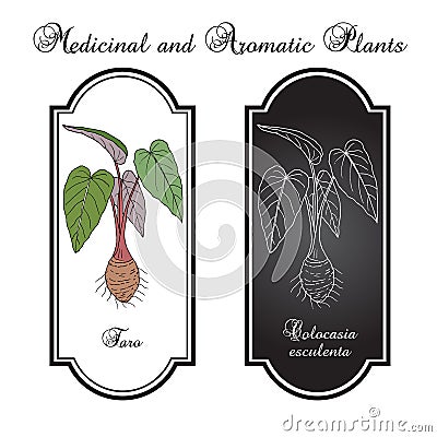 Taro Colocasia esculenta , eatable and medicinal plant Vector Illustration