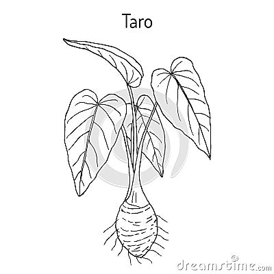 Taro Colocasia esculenta , eatable and medicinal plant Vector Illustration