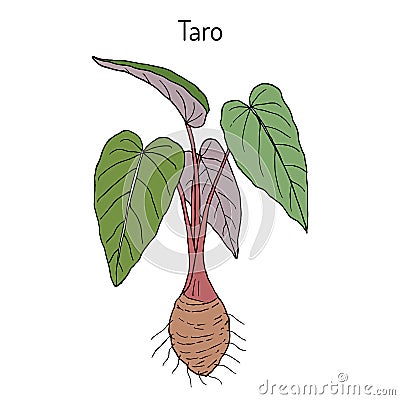 Taro colocasia esculenta, medicinal plant Vector Illustration