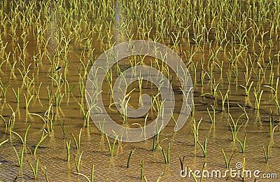 TARO OR DASHEEN FIELD colocasia esculenta, HAWAII Stock Photo