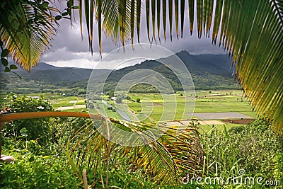 Taro Fields in Kauai Stock Photo