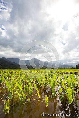 Taro fields, mountains, rain clouds, tropical island of Kauai Stock Photo