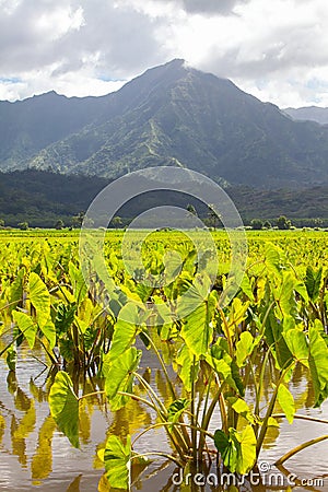 Taro fields, mountains, rain clouds, tropical island Stock Photo