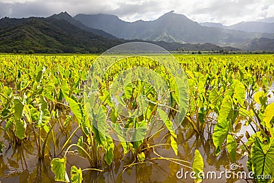 Taro fields, mountains, rain clouds, tropical Kauai island Stock Photo