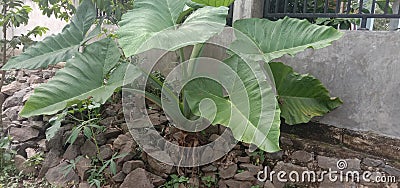 taro flowers grow on the fence Stock Photo