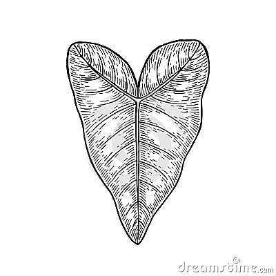Taro leaf. Colocasia esculenta. Hand draw sketch Cartoon Illustration