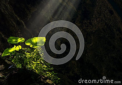 Taro leaves glowing and shining from sun ray enlighten the dark cave where its grow Stock Photo