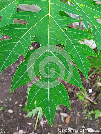 healthy papaya leaves look good Stock Photo