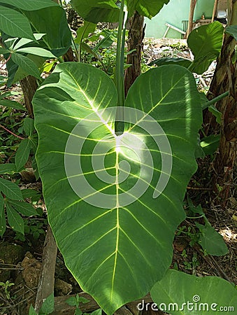 Taro leaves are wide and soothes the eyes of those who look at them Stock Photo