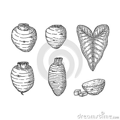 Taro root, leaf and slices. Colocasia esculenta. Hand draw sketch Cartoon Illustration