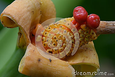 Taro seed pod Stock Photo