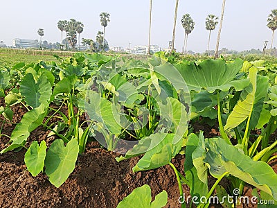 Taro trees are line by line in a field Stock Photo