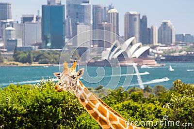 Taronga Zoo Giraffes Stock Photo