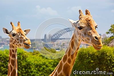 Taronga Zoo Giraffes Stock Photo