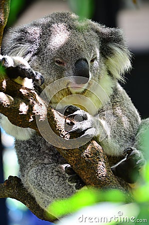 Taronga Zoo Koala Stock Photo