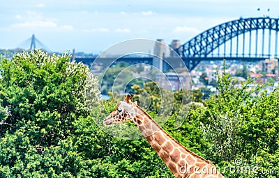 Taronga Zoo, Sydney. Giraffe and city background Stock Photo