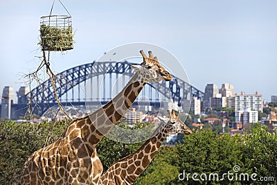 Taronga zoo in Sydney Editorial Stock Photo