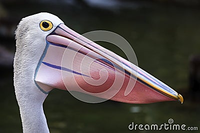 Taronga zoo in Sydney Stock Photo