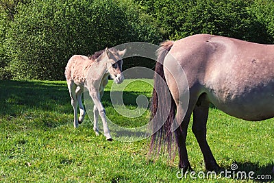 Tarpane Wild horse herd in Neandertal Stock Photo