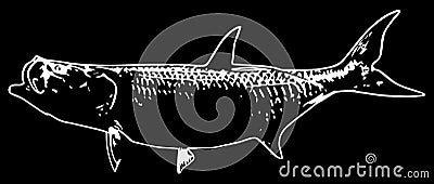 Tarpon fish on black background Stock Photo