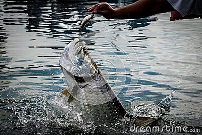 Tarpon fish jumping out of water - Caye Caulker, Belize Stock Photo