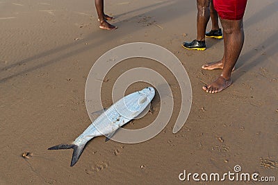Tarpon fish, megalops atlanticus, in the beach sand, caught by fishermen. Sea food Stock Photo