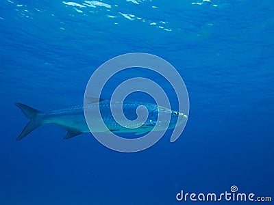 Tarpon Stock Photo