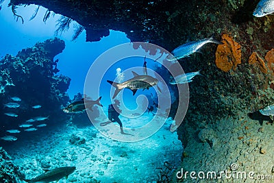 Tarpon in a small cave with SCUBA Diver Stock Photo