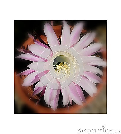 Tarquinia, Italy, 12 SEPTEMBER 2019, a flower of a succulent plant in its vase photographed externally adjacent to a building Stock Photo