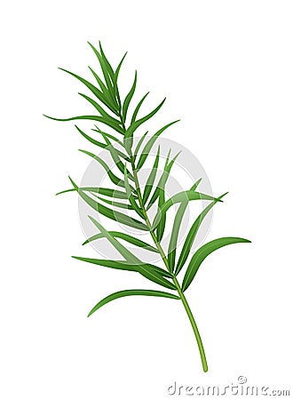 Fresh green tarragon branch. Vector illustration. Vector Illustration