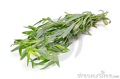 Tarragon Stock Photo