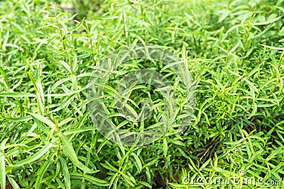 Tarragon Stock Photo