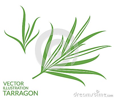 Tarragon. plants on white background Vector Illustration