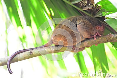 Tarsier, the world`s smallest primate on a tree in Bohol, Philippines Stock Photo