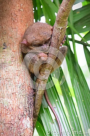 Tarsier, the world`s smallest primate on a tree in Loboc Tarsier Conservation Area, Bohol in Philippines Stock Photo