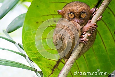 Tarsius. Bohol island. Philippines Stock Photo