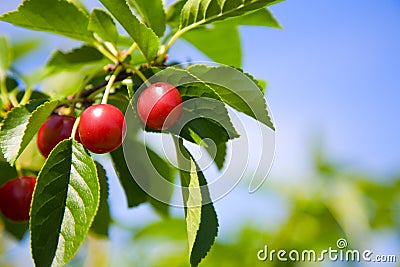 Tart cherries Stock Photo