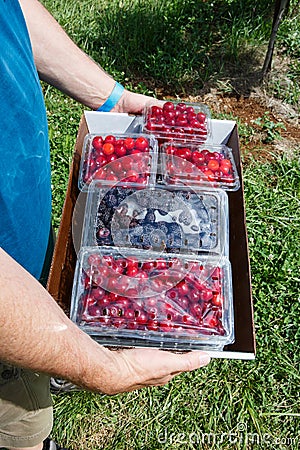 Tart Cherries and Black Raspberries Stock Photo