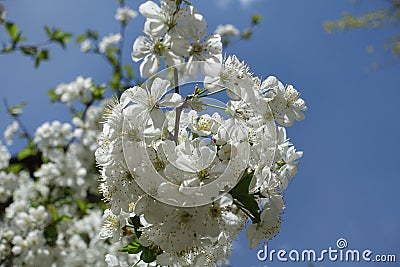 Tart cherry branch in bloom in spring Stock Photo