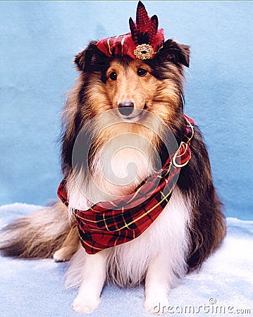 Tartan Sheltie Stock Photo