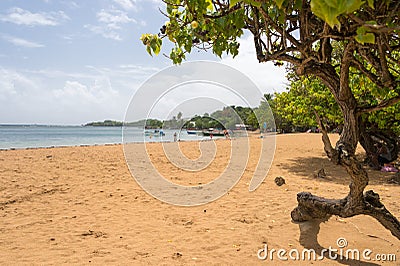 Tartane beach, Presqu`ile de la Caravelle, Martinique Editorial Stock Photo