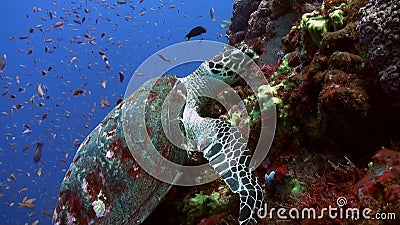 Tartaruga de mar que come o coral na inclinação do recife no mar Tartaruga de mar que come o coral na inclinação do recife no mar